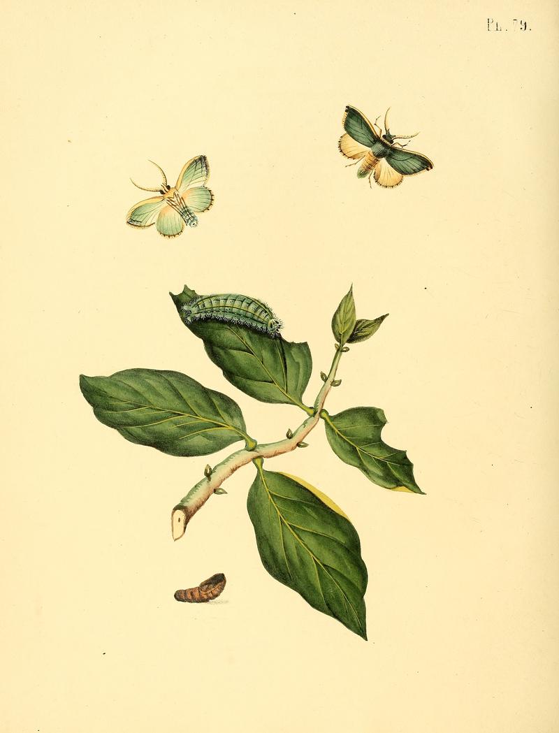 Sepp-Surinaamsche vlinders - pl 079 plate Rosema sp