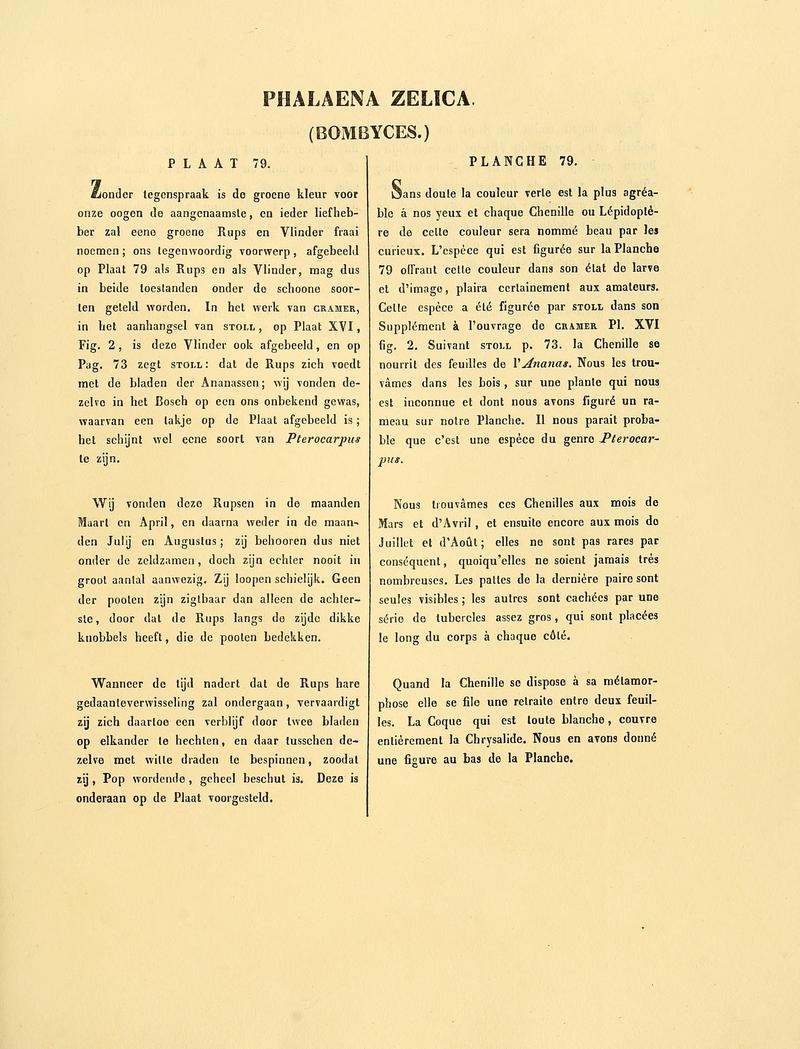 Sepp-Surinaamsche vlinders - pl 079 text1 Rosema sp