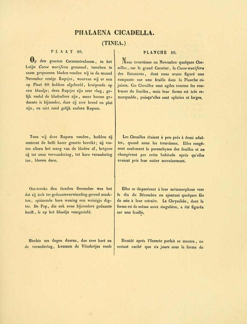 Sepp-Surinaamsche vlinders - pl 080 text1 descr as Phalaena cicadella