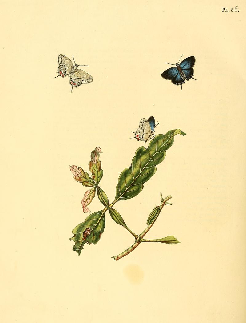 Sepp-Surinaamsche vlinders - pl 086 plate descr. as Papilio cethegus