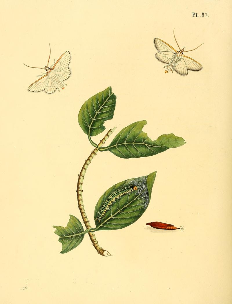 Sepp-Surinaamsche vlinders - pl 087 plate descr. as Phalaena neuroptera