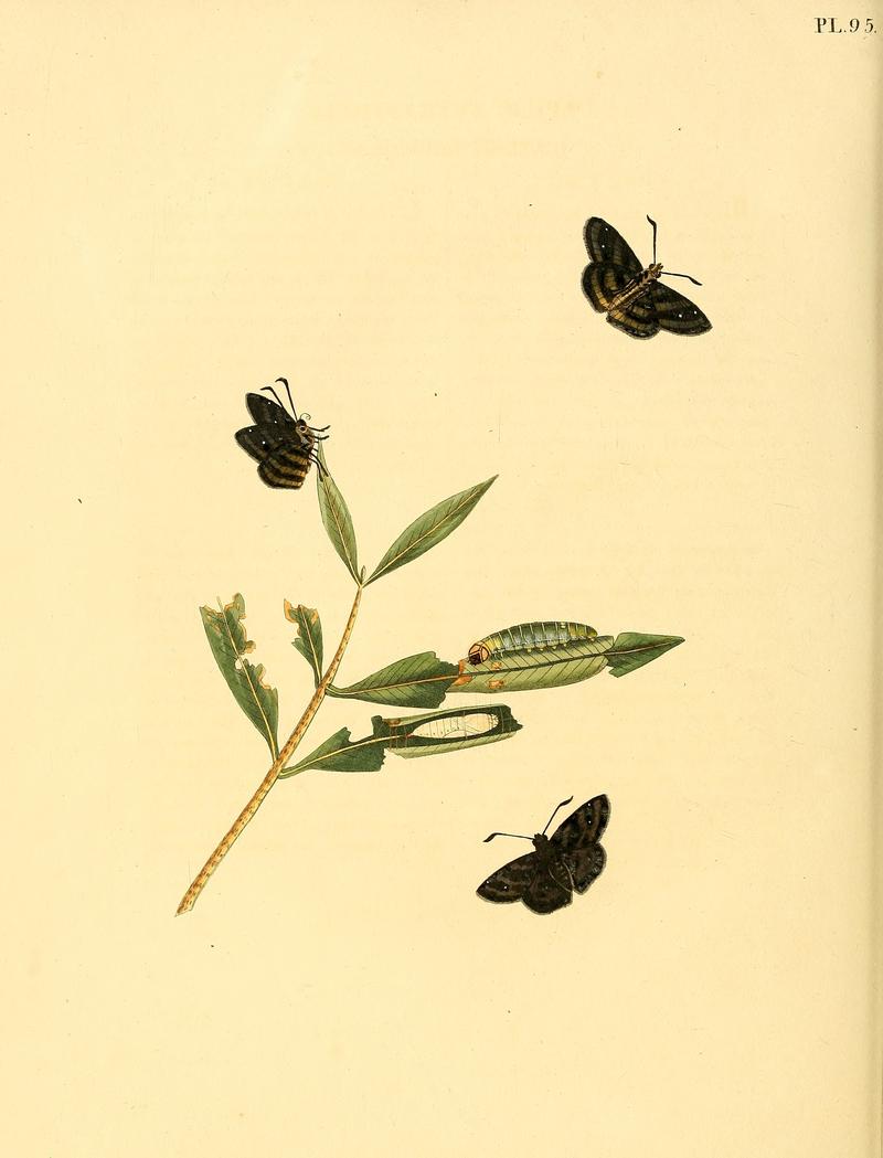 Sepp-Surinaamsche vlinders - pl 095 plate descr as Papilio tetrastigma