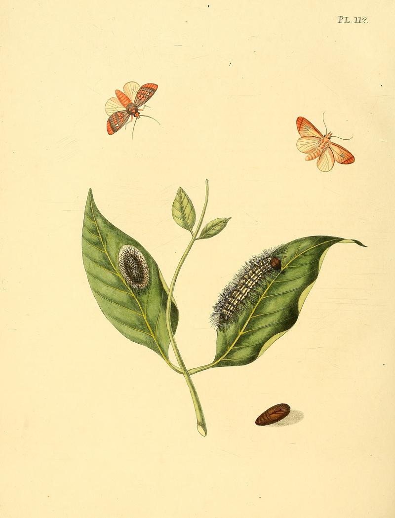 Sepp-Surinaamsche vlinders - pl 112 plate descr. as Phalaena leucostigma