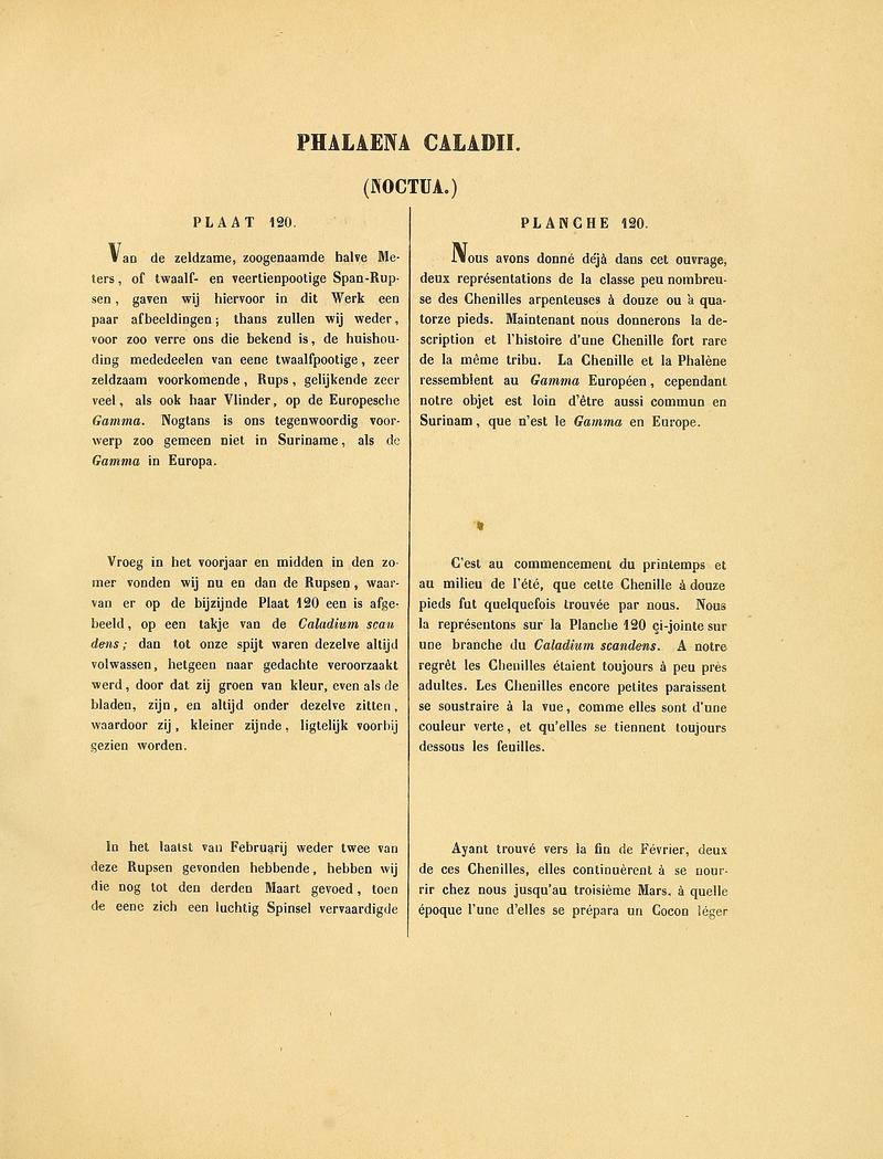 Sepp-Surinaamsche vlinders - pl 120 text1 descr. as Phalaena caladii