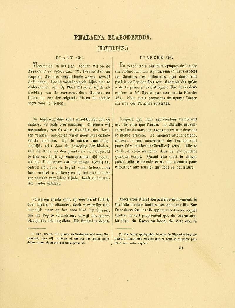 Sepp-Surinaamsche vlinders - pl 121 text1 descr. as Phalaena elaeodendri