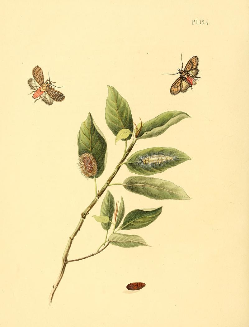 Sepp-Surinaamsche vlinders - pl 124 plate descr. as Bombyx Archias (Sphinx adscita)