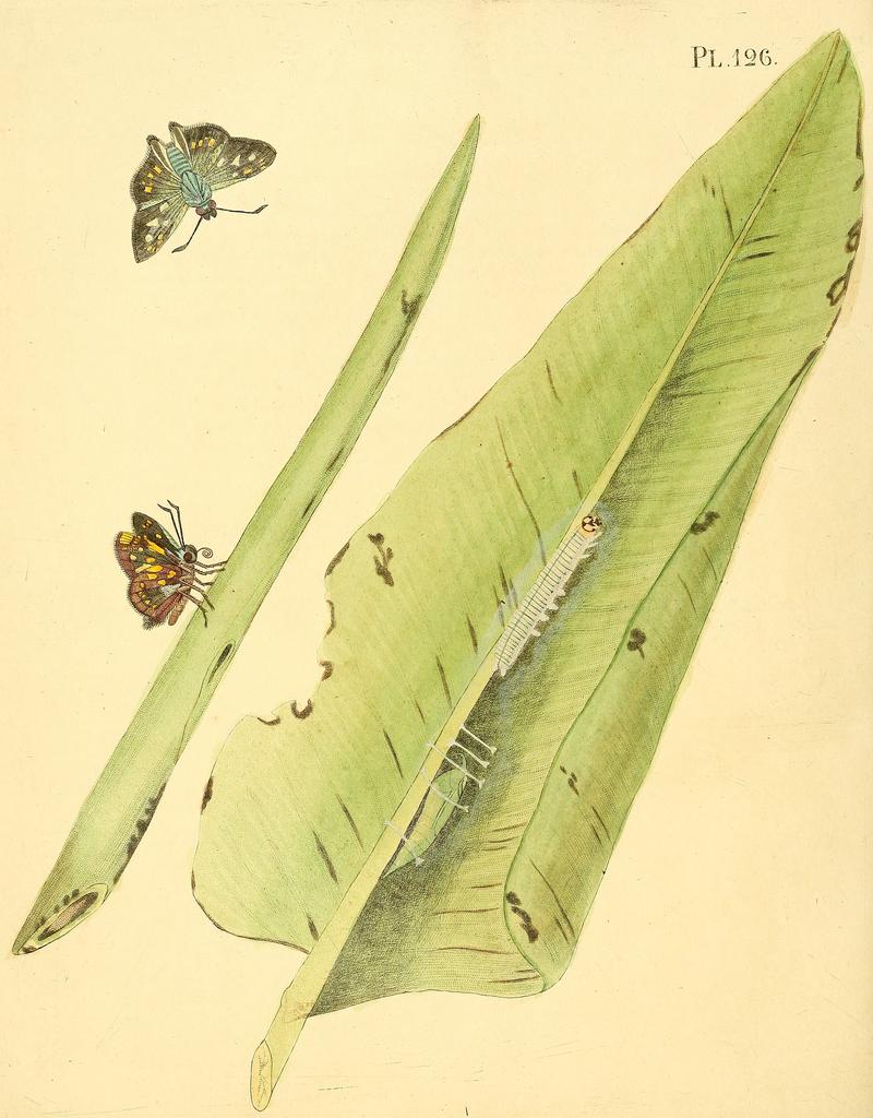 Sepp-Surinaamsche vlinders - pl 126 plate descr. as Papilio uraniae