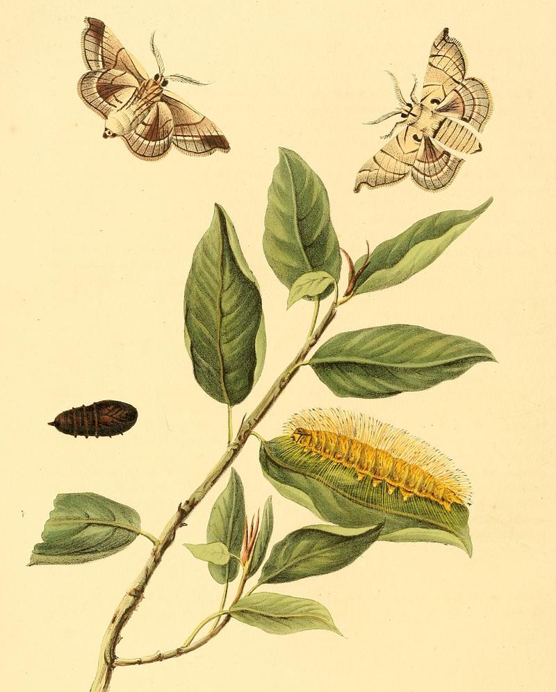 Sepp-Surinaamsche vlinders - pl 136 plate Apatelodes firmiana (cropped)