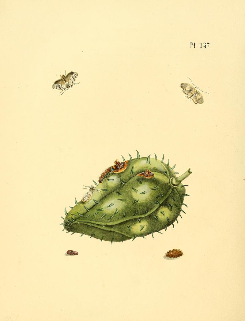 Sepp-Surinaamsche vlinders - pl 137 plate descr. as Phalaena anonella with Annona muricata