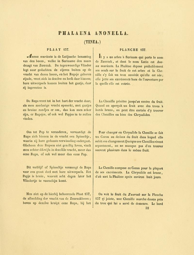 Sepp-Surinaamsche vlinders - pl 137 text1 descr. as Phalaena anonella