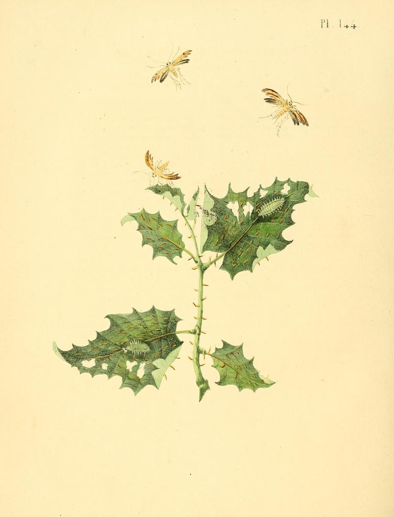 Sepp-Surinaamsche vlinders - pl 144 plate Oidaematophorus surinamensis