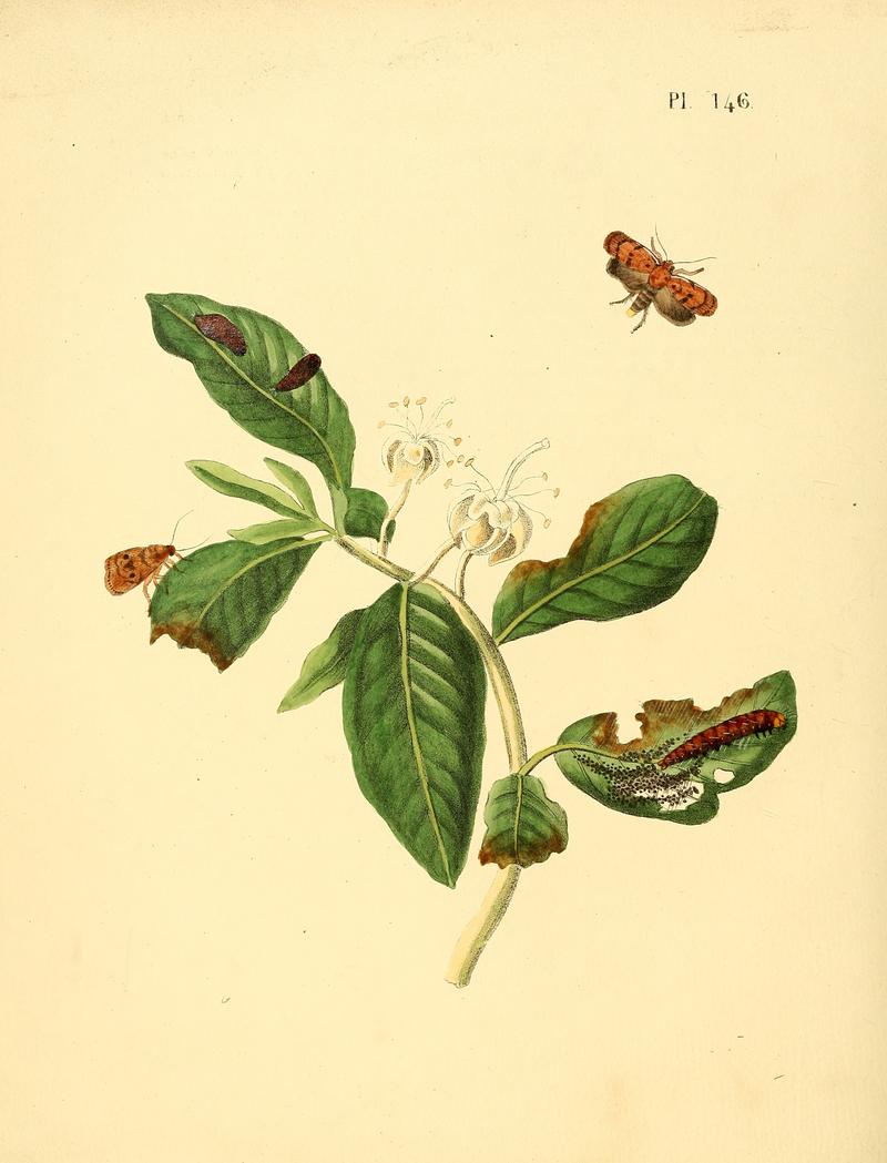 Sepp-Surinaamsche vlinders - pl 146 plate descr. as Phalaena psidii