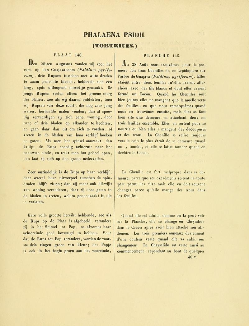 Sepp-Surinaamsche vlinders - pl 146 text1 descr. as Phalaena psidii