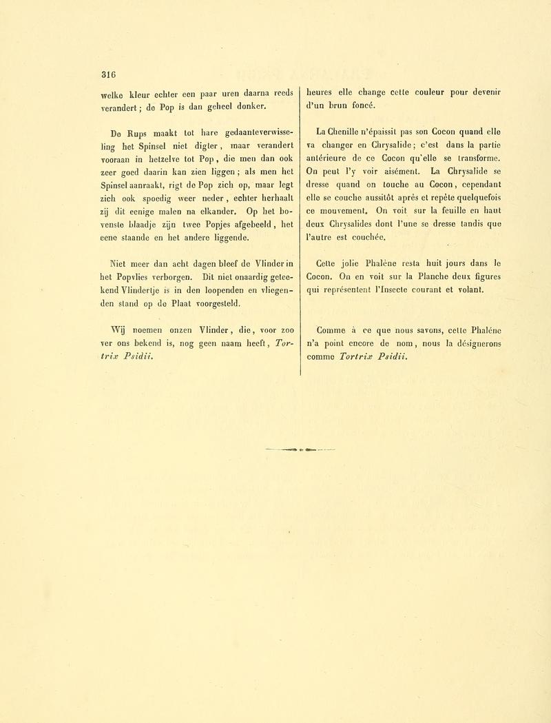 Sepp-Surinaamsche vlinders - pl 146 text2 descr. as Phalaena psidii