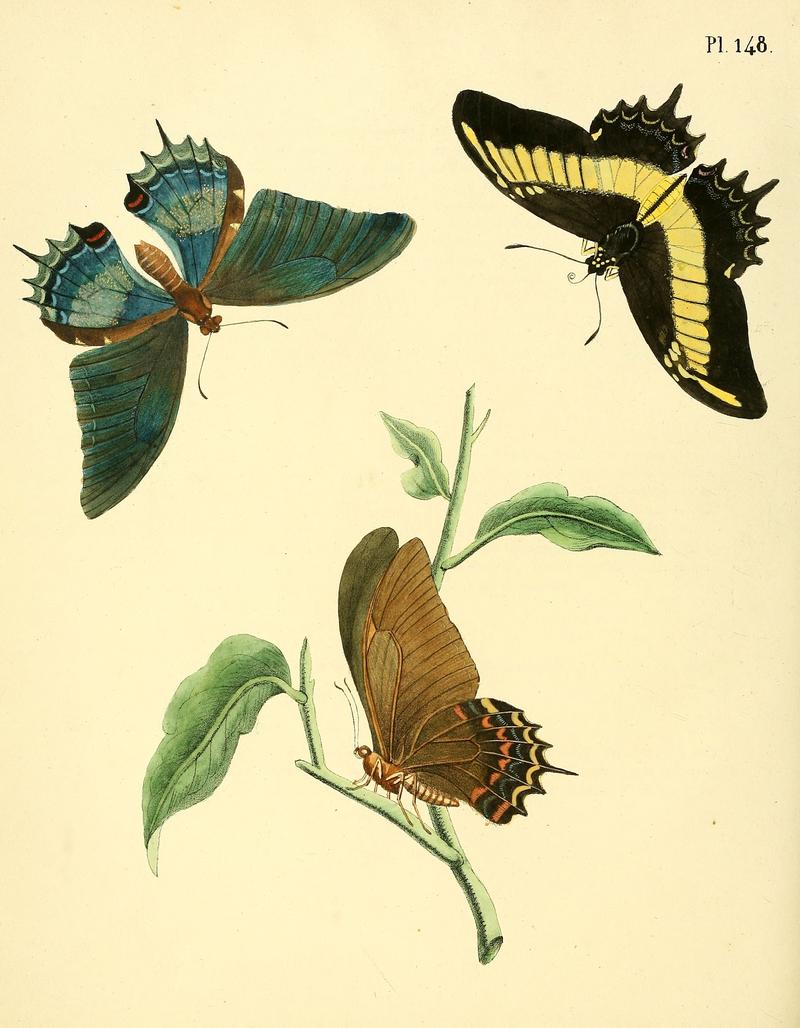 Sepp-Surinaamsche vlinders - pl 148 plate Papilio androgeus