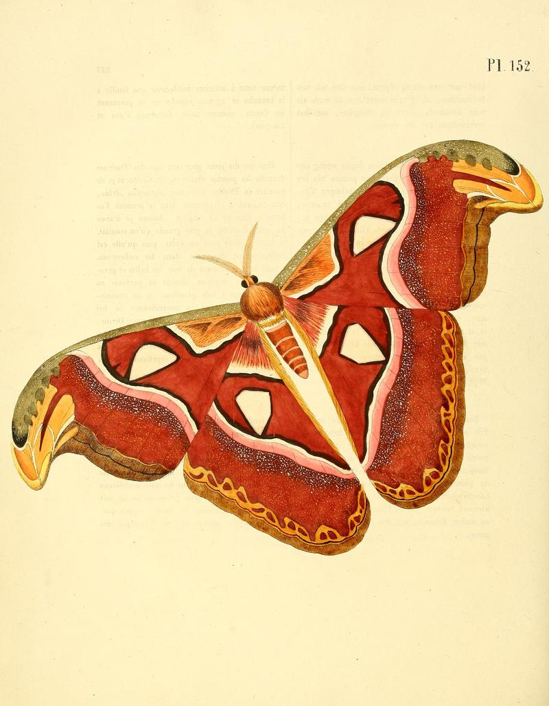 Sepp-Surinaamsche vlinders - pl 152 plate Attacus atlas