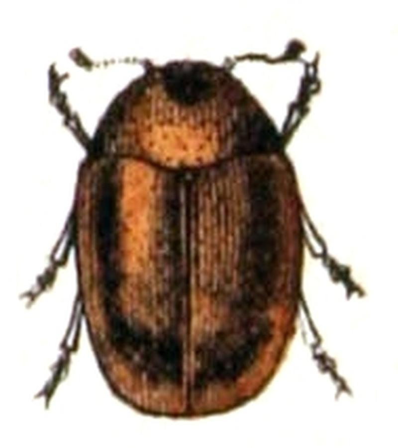 Sericoderus.lateralis.-.calwer.46.27