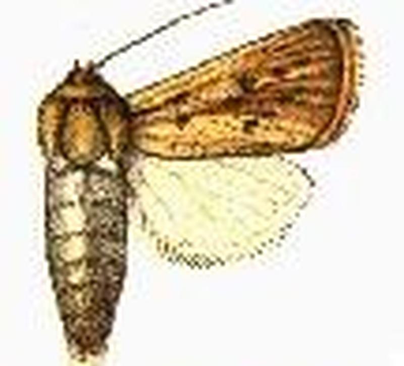 Sesamia calamitis