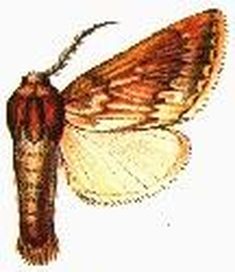 Sesamia rubritincta