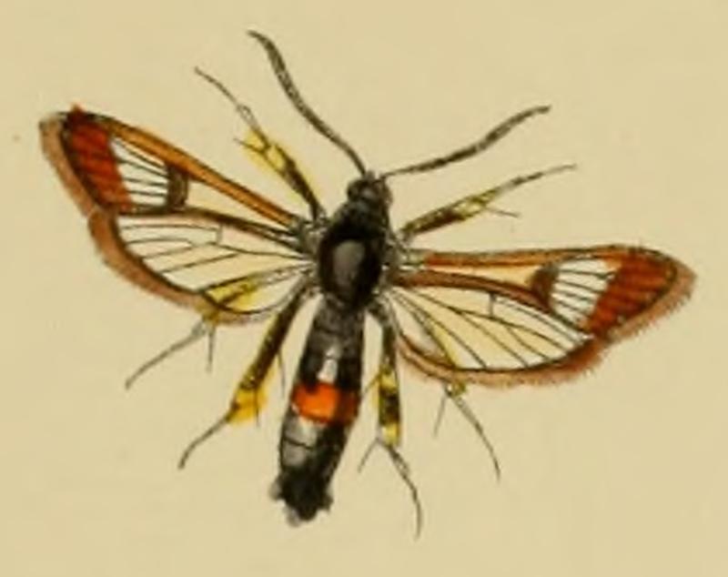 Sesia formicaeformis imago (valid synonyme Synanthedon formicaeformis) - Barrett, 1893