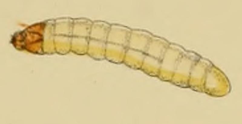 Sesia formicaeformis larva (valid synonyme Synanthedon formicaeformis) - Barrett, 1893
