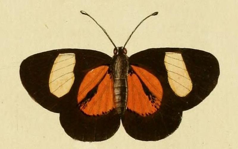 Setabis epitus