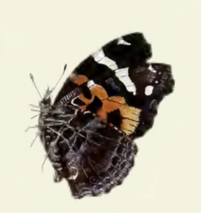 Seymer Vanessa sp