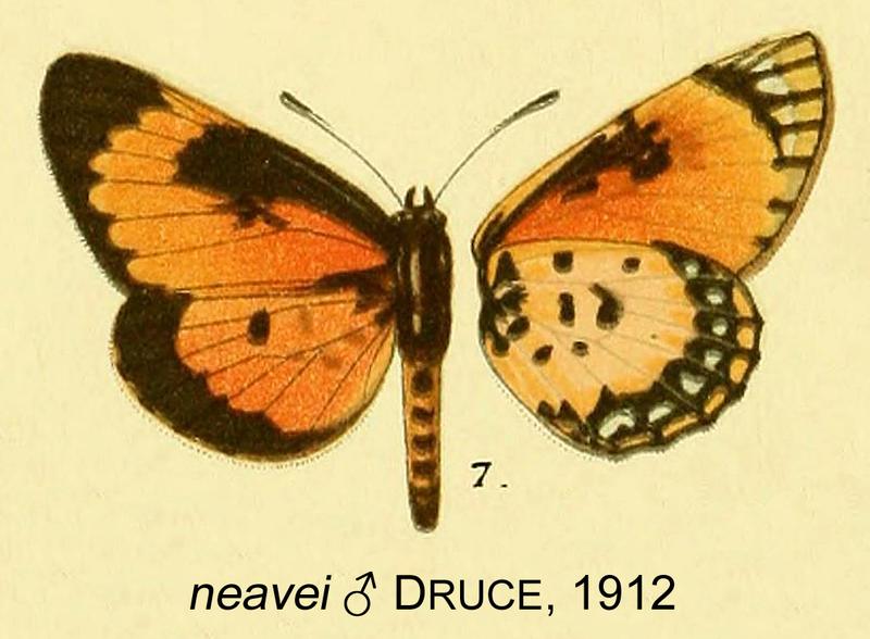 Sheffieldia neaveiDruce1912OD