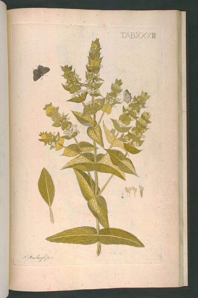 Sideritis perfoliata and Papilio echion-original