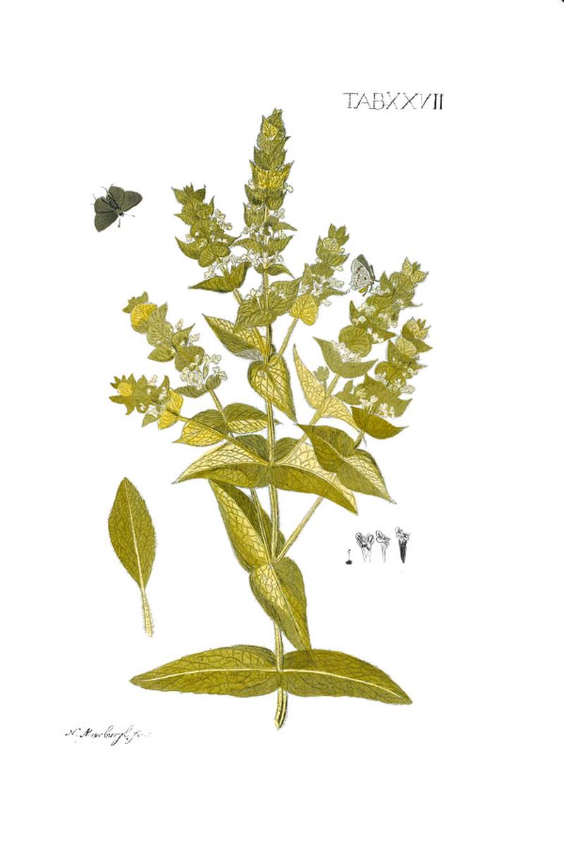 Sideritis perfoliata and Papilio echion