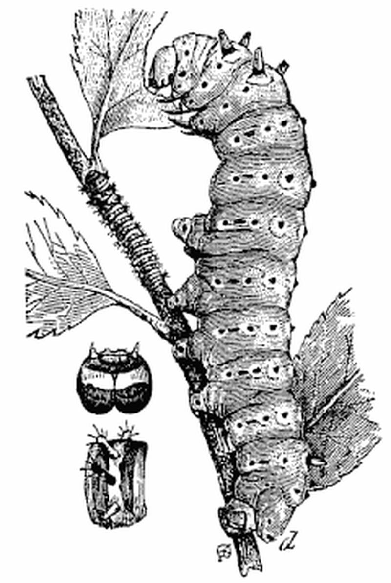Silkworm 01
