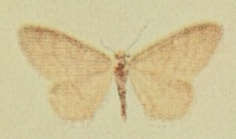 Silky Wave Moths of the British Isles