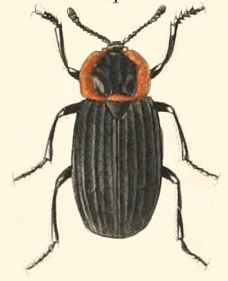 Silpha discicollis