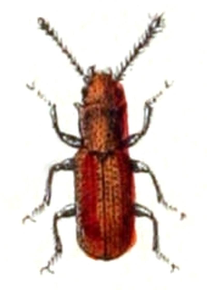 Silvanus.unidentatus.-.calwer.15.19