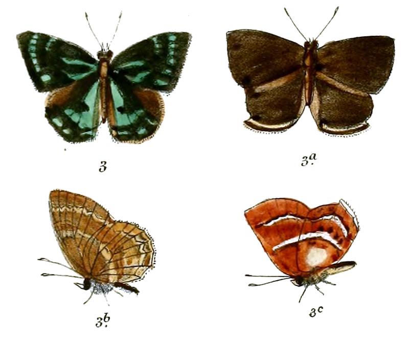 Simiskina pediada
