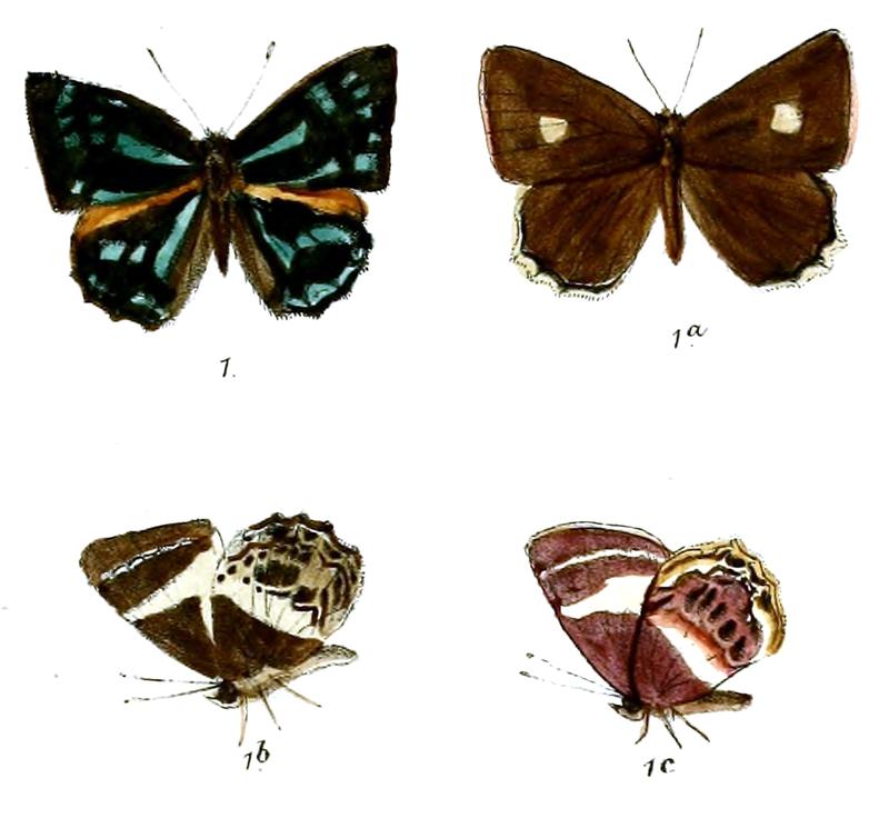 SimiskinaPhalena 667 1 Fitch