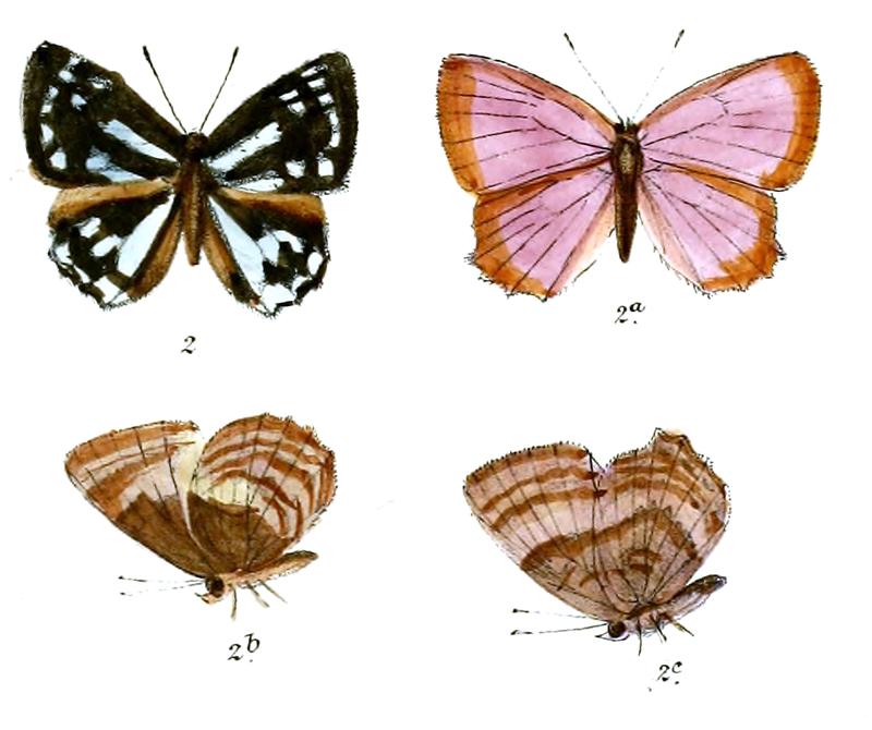 SimiskinaPhalia 667 2 Fitch