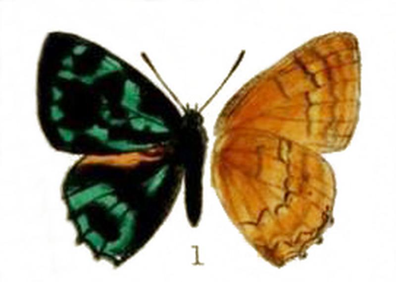 Simiskina philura male Borneo from Druce 1895 Pl 32 fig1