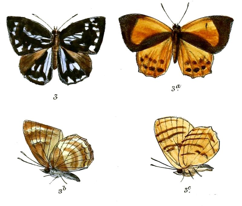 SimiskinaPotina 667 3 Fitch