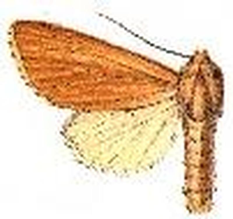 Simyra albicosta