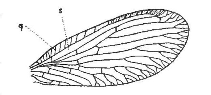 wing of Sisyra fuscata Sisyridae Neuroptera