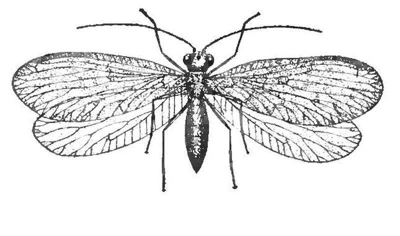 Sisyra terminalis Sisyridae Neuroptera