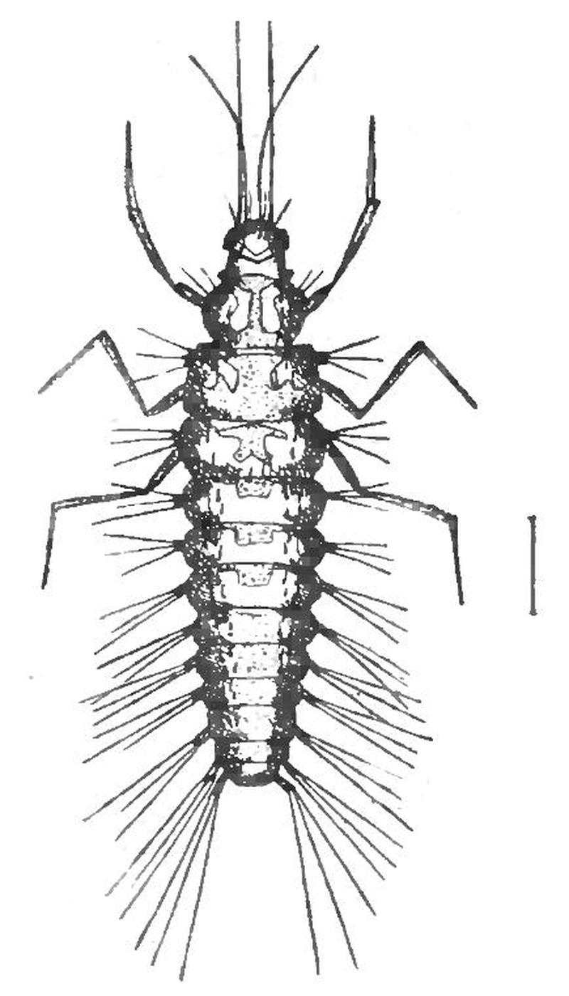 Larva of Sisyra sp Sisyridae Neuroptera