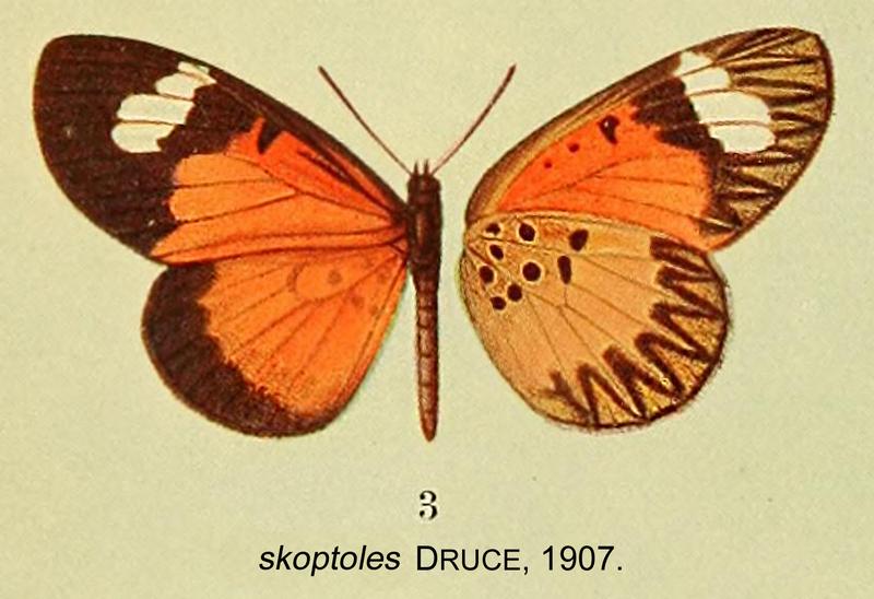 Mimacraea skoptoles from original description