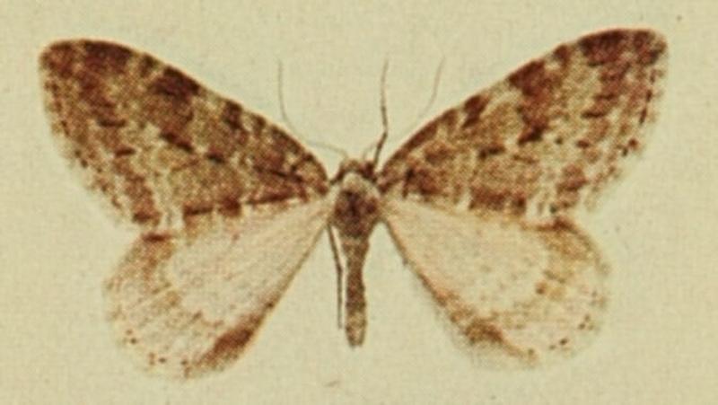 Small Autumnal Carpet Moths of the British Isles