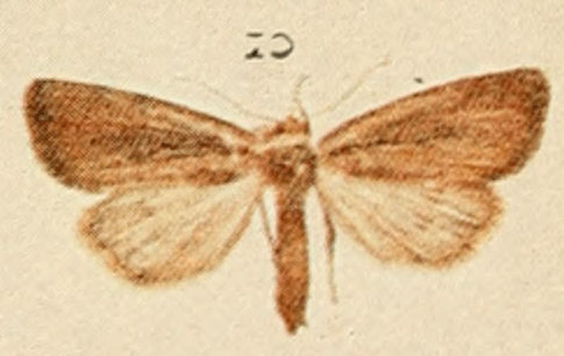 Small Rufous Moths of the British Isles