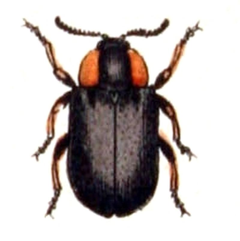 Smaragdina.aurita.-.calwer.45.13