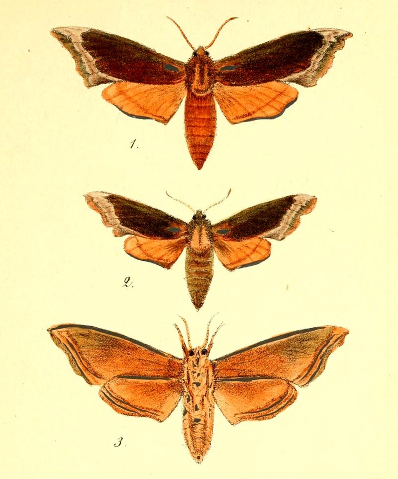 Smerinthus tiliae L. aberr. pechmanni