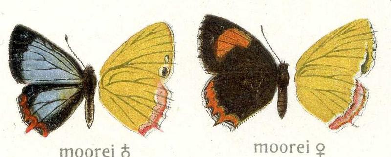 S moorei genus unknown not Shijima Lycaenidae