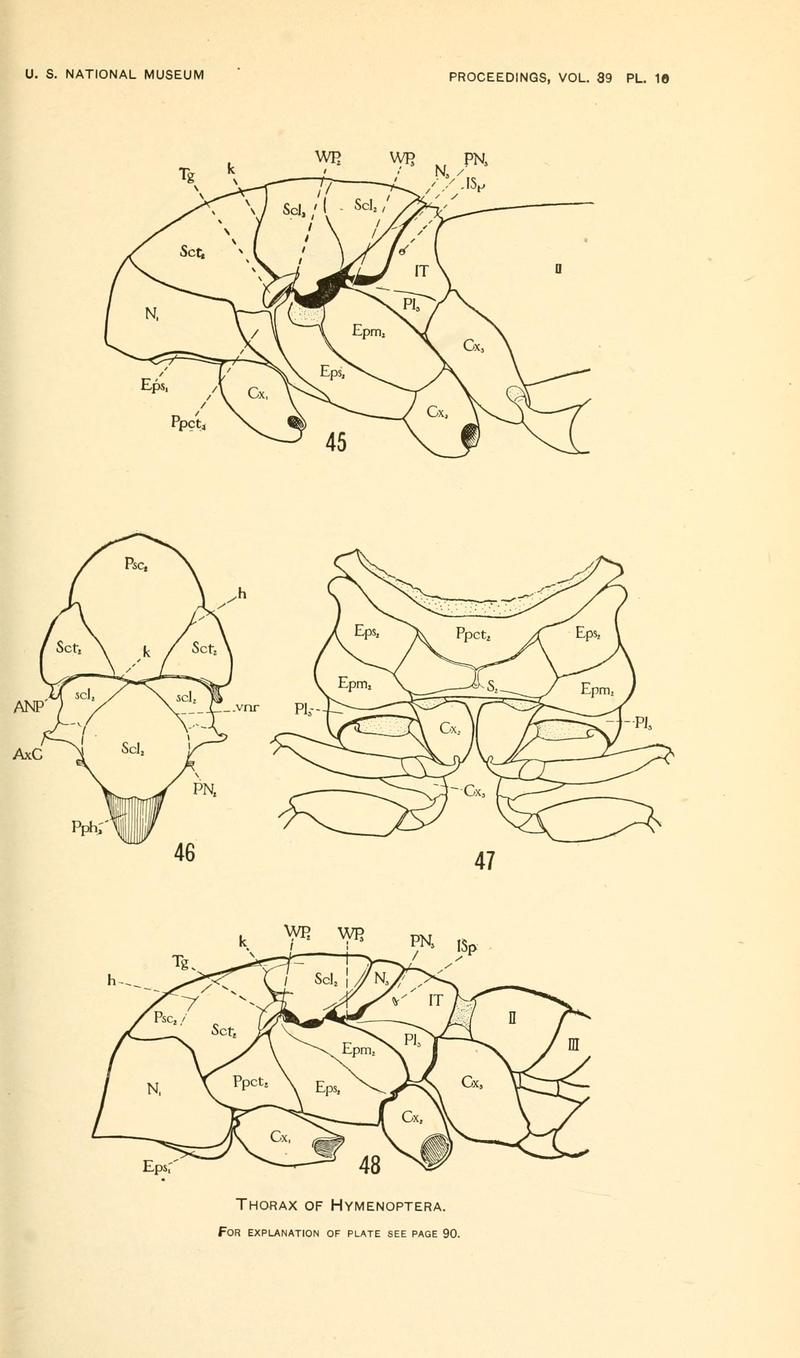 Snodgrass 1911 Plate 10